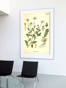 Plakatyw stylu retro Śmierdzący rumianek botaniczny