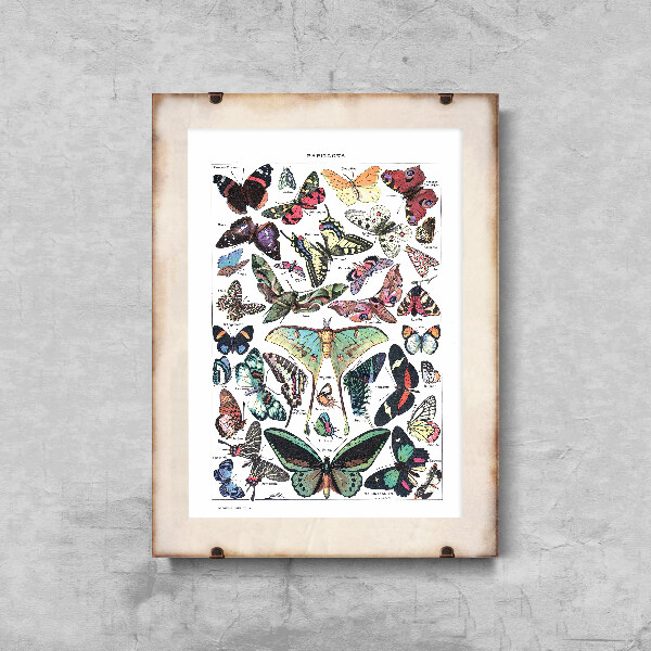 Plakat vintage Botaniczny motyl Adolphe Millot Papillons