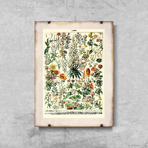 Plakatyw stylu retro Kwiatowy nadruk Adolphe Millot